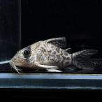 [ тропическая рыба ] Corydoras Tiger Anne Cesta -(tapajos)(4-5cm)[ аквариумная рыбка ][ аквариум ]