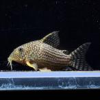 [ тропическая рыба ] Corydoras стерео rubai( коврик g rosso )(L)(5-6cm)[ аквариумная рыбка ][ аквариум ]