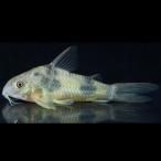 [ тропическая рыба ] Corydoras e- - Rudy ( солнечный ta*kata Lee na)(3-4cm)[ аквариумная рыбка ][ аквариум ]