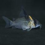 [ тропическая рыба ] Corydoras re секс ( Colombia )(L)(5cm)[ аквариумная рыбка ][ аквариум ]