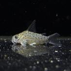 [ тропическая рыба ] Corydoras roretoensis(pe Roo )(3-4cm)[ аквариумная рыбка ][ аквариум ]