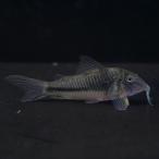 [ тропическая рыба ] Corydoras CW124( bleed )(4cm)[ аквариумная рыбка ][ аквариум ]