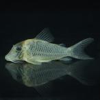 [ тропическая рыба ] Corydoras Louis - The (tapajos)(4-5cm)[ аквариумная рыбка ][ аквариум ]