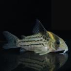 [ тропическая рыба ] Corydoras tapajosshuwarutsi(tapajos)(4-5cm)[ аквариумная рыбка ][ аквариум ]