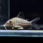 [ тропическая рыба ] Corydoras стул bryu Kelly ( коврик g rosso )(4-5cm)[ аквариумная рыбка ][ аквариум ]
