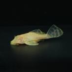 [ тропическая рыба ][ Plecostomus ]a рубин no мрамор собственный .n Plecostomus Short корпус (ML)(9-13cm)[ аквариумная рыбка ][ аквариум ] Brazil рейс 