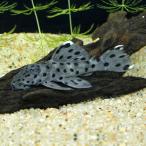 [ тропическая рыба ][ Plecostomus ]tapajos решетка обод Plecostomus (ML)(11-13cm)[ аквариумная рыбка ][ аквариум ] Brazil рейс 