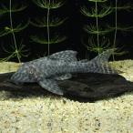 [ тропическая рыба ][ Plecostomus ]otosin Plecostomus (pe Roo )(6-10cm)[ аквариумная рыбка ][ аквариум ]pe Roo рейс 