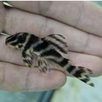「熱帯魚」オリノコガットタイガープ...