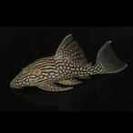 「熱帯魚」ハーフスポットロイヤルプ...