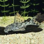 [ тропическая рыба ][ Plecostomus ] большой спот pekorutia(pala)(8-10cm)[ аквариумная рыбка ][ аквариум ] Brazil рейс 