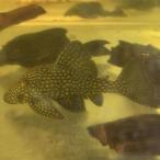 [ тропическая рыба ][ Plecostomus ] полный спот Royal Plecostomus ( Colombia )(L)[ аквариумная рыбка ][ аквариум ] Colombia 