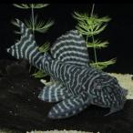 [ тропическая рыба ][ Plecostomus ] King Royal pekorutia(L333)[ аквариумная рыбка ][ аквариум ] Brazil рейс 