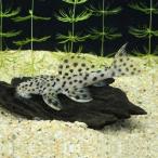 [ тропическая рыба ][ Plecostomus ] белый отделка Plecostomus (sing-)(ML)[ аквариумная рыбка ][ аквариум ] Brazil рейс 