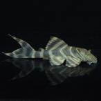 [ тропическая рыба ][ Plecostomus ] лабиринт красный Tiger Plecostomus ( bleed )(3-5cm)[ аквариумная рыбка ][ аквариум ] China рейс 