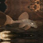 [ тропическая рыба ][ Plecostomus ] Blue Eye красный Plecostomus (tapajos)(ML)(12-14cm)[ аквариумная рыбка ][ аквариум ] Brazil рейс 