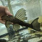 [ тропическая рыба ][ Plecostomus ] золотой Anne jeli rental Plecostomus [ аквариумная рыбка ][ аквариум ] Brazil рейс 