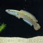 「熱帯魚」アイズファイヤースネーク...