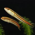 「熱帯魚」レッドスネークヘッドイン...