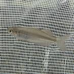 ekskijito Rainbow 4 месяц новое поступление товар 202504 Taiwan рейс выгодное приобретение [ пресноводная рыба ][ тропическая рыба ][ аквариумная рыбка ] аквариум 