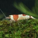 [ шримс ] Red Bee Shrimp [ аквариумная рыбка ][ аквариум ] Taiwan рейс выгодное приобретение 