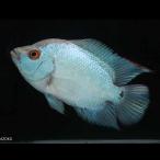 ビッグヘッドフラワーホーン・タイシ...