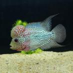 「熱帯魚」ビッグヘッドフラワーホー...