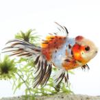 東錦「金魚」「熱帯魚」「観賞魚」ア...