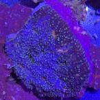 kak oo togekikmeisi тонн ga производство ch000152 1 месяц поступление коралл аквариум 