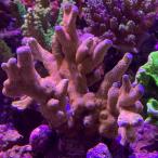  common коралл eda common коралл bleed orange поли p springs распродажа коралл аквариум 