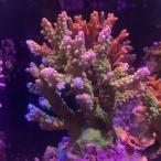 SPS коралл зеленый isi bleed meta зеленый . лиловый ch000621 5 месяц новое поступление товар [ тропическая рыба ][ аквариумная рыбка ][ морская рыба ] 202505 один пункт предмет collectors аквариум 