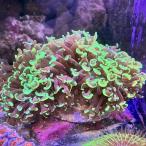 LPS коралл na галет - na коралл meta зеленый solid модель [ тропическая рыба ][ аквариумная рыбка ][ морская рыба ] [ коралл ] аквариум 