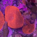  диск коралл диск коралл super красный 2 листов есть [ морская рыба ][ аквариумная рыбка ][ тропическая рыба ][ коралл ]. сейчас неделя. повторное поступление 202408 аквариум 