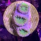 frag коралл kikmeisisp яркий зеленый 12 месяц новое поступление товар [ морская рыба ][ аквариумная рыбка ][ коралл ] 202412 аквариум 