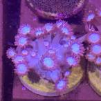 frag коралл - длина коралл голубые фишки Frag 3 месяц новое поступление товар [ тропическая рыба ][ аквариумная рыбка ][ морская рыба ] 202503 аквариум 