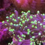 [ коралл ]frag коралл черный фонарь коралл Frag 1 [ тропическая рыба ][ аквариумная рыбка ][ морская рыба ] аквариум 