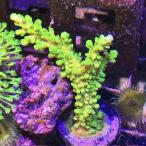 frag коралл зеленый isimeta зеленый Frag[ тропическая рыба ][ аквариумная рыбка ][ морская рыба ] [ коралл ] аквариум 