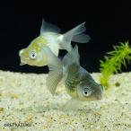 . дракон ( Hamamatsu ) 1 шт (5~6cm степень )