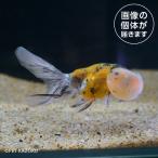 20251001_01aキャリコ水...
