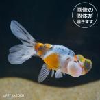 20251001_02aキャリコ水...