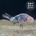 20251001_03aキャリコ水...