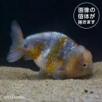 20251001_29aキャリコラ...