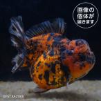 [ золотая рыбка ] Tiger Голландия ( Indonesia )(L)TGO01(10-13cm)[ аквариумная рыбка ][ аквариум ] особь другой [ золотая рыбка ][ аквариумная рыбка ][ пресноводная рыба ] аквариум 