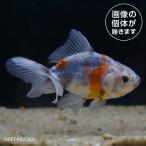 [ золотая рыбка ] Suzuki серия восток .( Saitama )SZA02(8-10cm)[ аквариумная рыбка ][ аквариум ] особь другой [ золотая рыбка ][ аквариумная рыбка ][ пресноводная рыба ] аквариум 