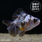 [ золотая рыбка ]kya Rico бабочка хвост ( China )(L)(13-15cm)[ аквариумная рыбка ][ аквариум ] особь другой [ золотая рыбка ][ аквариумная рыбка ][ пресноводная рыба ] аквариум 