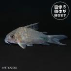 20241210_05aCo, новый violet ( Acre )NBR05 1 месяц новое поступление товар [ тропическая рыба ][ аквариумная рыбка ][ пресноводная рыба ] 202501 один пункт предмет collectors аквариум 