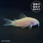 コリドラスイルミネータスアルビノC...