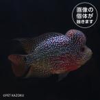 「熱帯魚」20260217_02a...