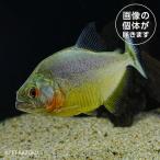 商品画像1