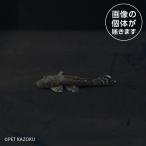 商品画像3